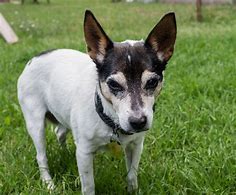 Image result for Black Rat Terrier