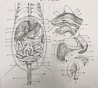 Image result for Cat Digestive Tract