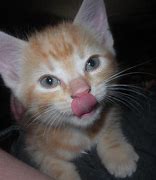 Image result for 6 Week Kitten