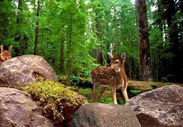 Image result for Real Forest Animals