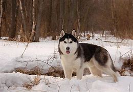 Image result for Proud Husky in the Snow