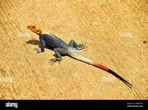 Image result for African Rainbow Lizard