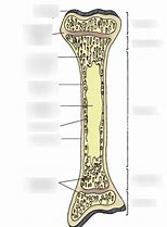 Image result for Long Skinny Bone Identifacation