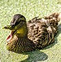 Image result for Duckweed Fruit