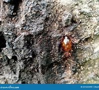 Image result for Red Tree Sap