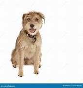 Image result for Shaggy Eared Dog