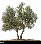 Image result for White Olive Tree