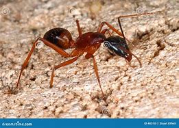 Image result for Big Ant Image