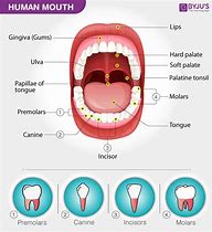 Image result for Adult Mouth Diagram