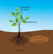 Image result for Cation Exhange Plant Root