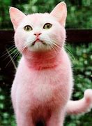 Image result for Cat Dyed Pink