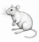 Image result for A Drawing of a Rat