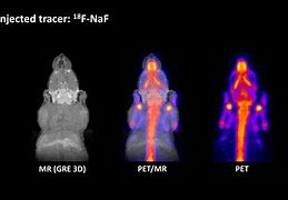 Image result for Pet MRI Scanner