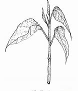 Image result for Spinach Drawing