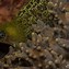 Image result for A Moray Eel