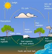 Image result for Basic Carbon Cycle Diagram