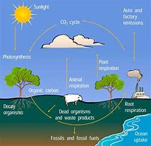 Image result for Carbon Cycle Diagram