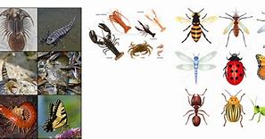 Image result for Arthropoda Phylum Tree