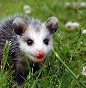 Image result for Possum Eyes