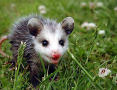 Image result for Possum Babies