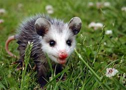 Image result for Black Opossum