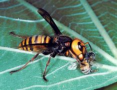 Image result for Eating a Bee