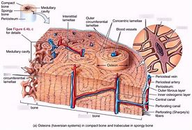 Image result for Osteon Contains