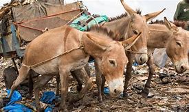 Image result for Working Animal