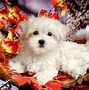 Image result for Adorable Maltese