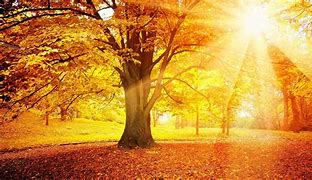 Image result for Autumn Sunset Maple Tree