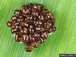 Image result for Southern Green Stink Bug