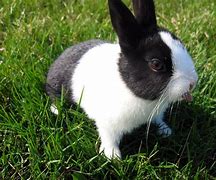 Image result for Rabbit Desktop