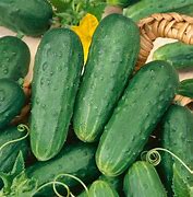 Image result for Cucumber Plant