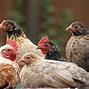 Image result for Serama Chicken Baby