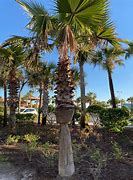 Image result for Palm Tree Plant