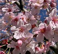 Image result for Cherry Blossom Characteristics