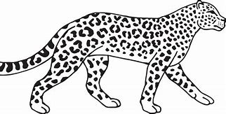 Image result for Back of a Leopard