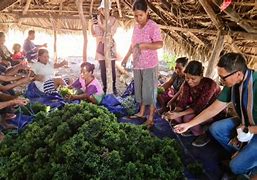 Image result for Seaweed Farming