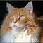 Image result for Maine Coon Cat