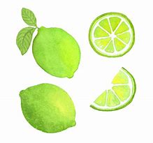 Image result for Lime Tree Clip Art