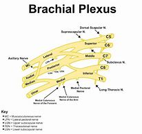 Image result for Brachial Plexus Posterior View