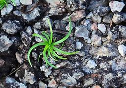 Image result for Stone Steos in Grass