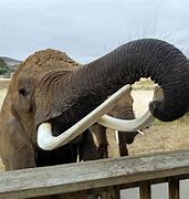 Image result for Baby Elephant Tusks