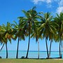 Image result for Palm Tree Africa