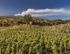 Image result for Sicilian Wine