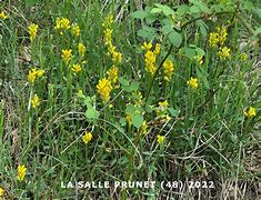 Image result for Genista Sagittalis