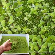 Image result for Lemna Wolffia