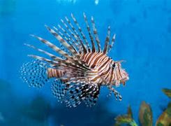 Image result for Lionfish Sea Monster