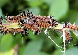 Image result for Tussock Moth Larvae