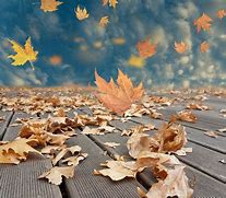 Image result for Windy Leaves